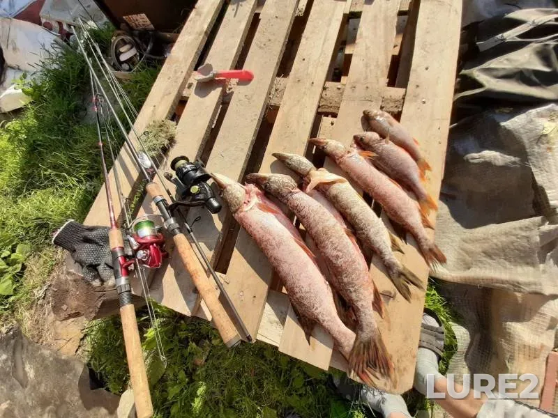 Perch, Pike — Iska, Jul 12, 2019