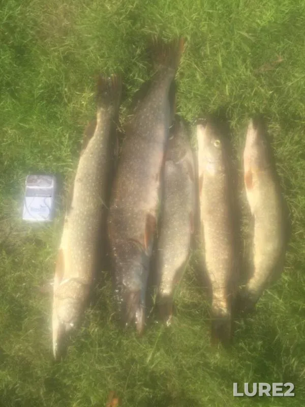 Pike — Polushinskoye, Jul 13, 2019