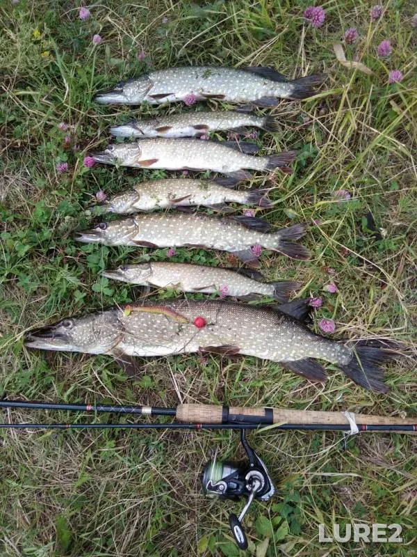 Pike — Irtysh, Jul 26, 2019