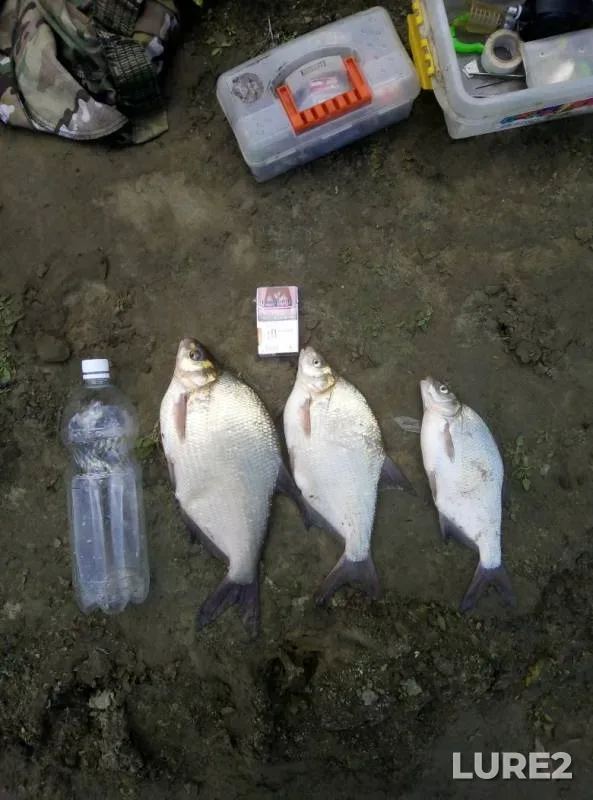 Bream — Tobyl - Tobol, Aug 01, 2019
