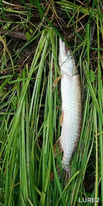 Pike — Staritsa, Aug 04, 2019