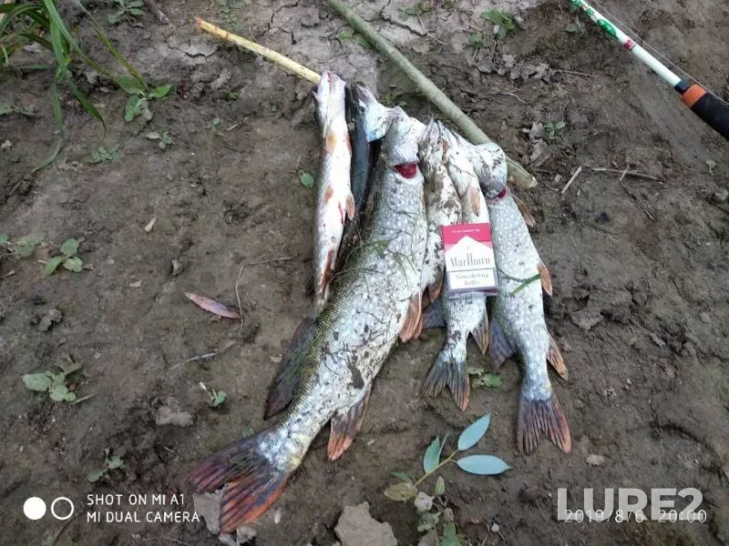 Pike — Yesіl, Aug 06, 2019