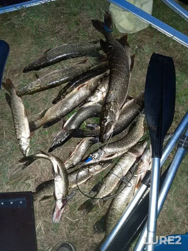 Pike — Zerenda, Aug 08, 2019