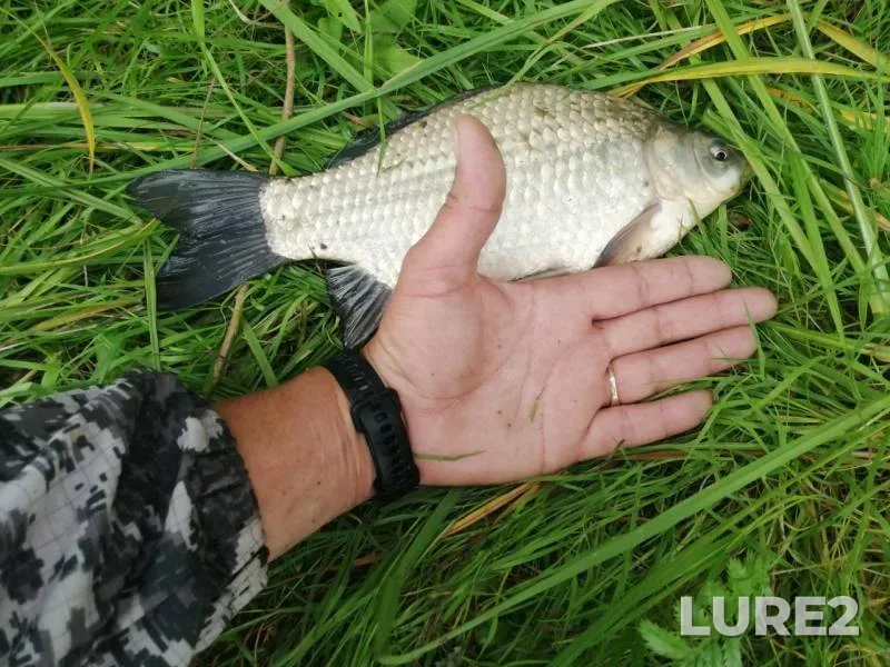 Crucian carp — Tura, Aug 13, 2019