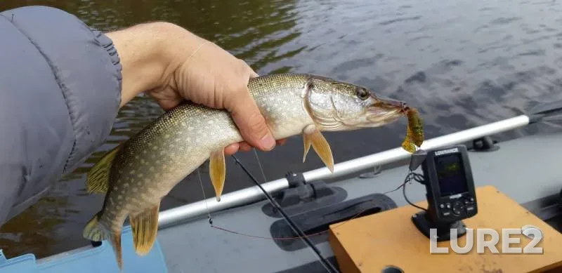 Pike — Irtysh, Aug 13, 2019