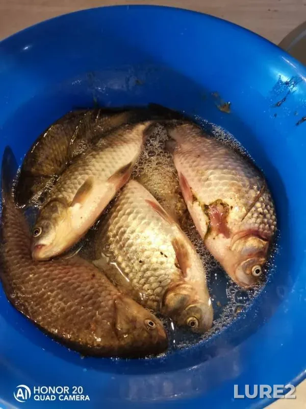 Crucian carp — Yevin, Aug 13, 2019