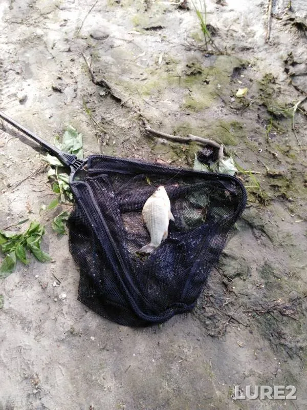 Crucian carp, Perch — yerik Uzkiye Baklantsy, Jun 13, 2019
