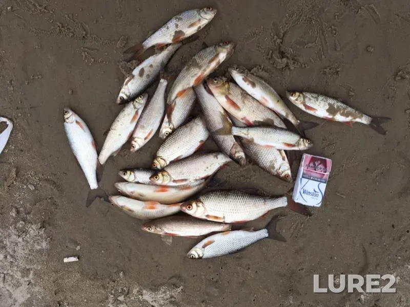 Roach — Pur, Aug 13, 2019