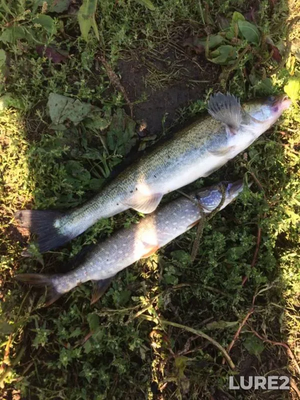 Pike, Zander — Tura, Aug 19, 2019
