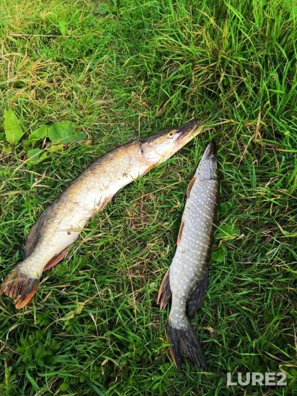 Pike — Tura, Aug 22, 2019