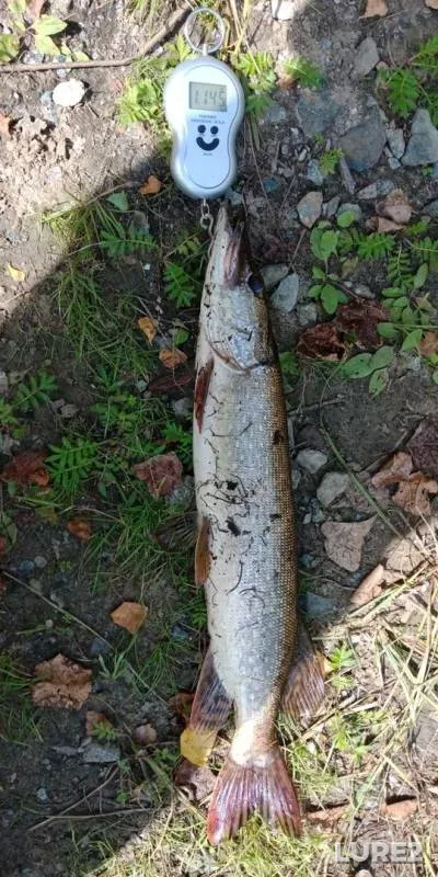 Pike — Tura, Aug 25, 2019