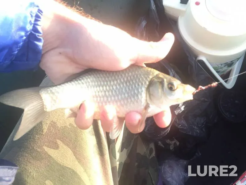 Crucian carp — Gryaznoye, Aug 25, 2019