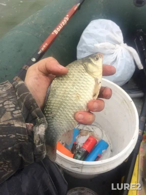 Crucian carp — Gryaznoye, Aug 27, 2019