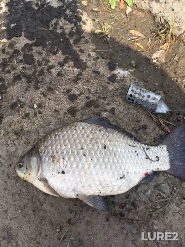 Crucian carp — Tura, Aug 29, 2019