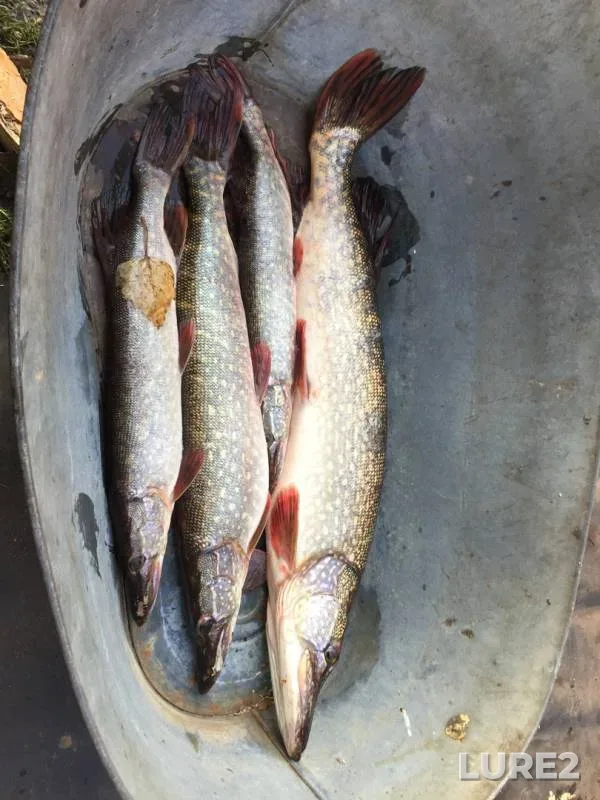 Pike — Tura, Oct 06, 2019