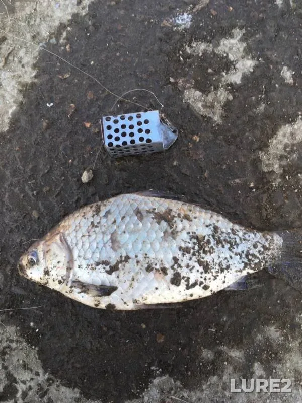 Crucian carp — Tura, Oct 08, 2019