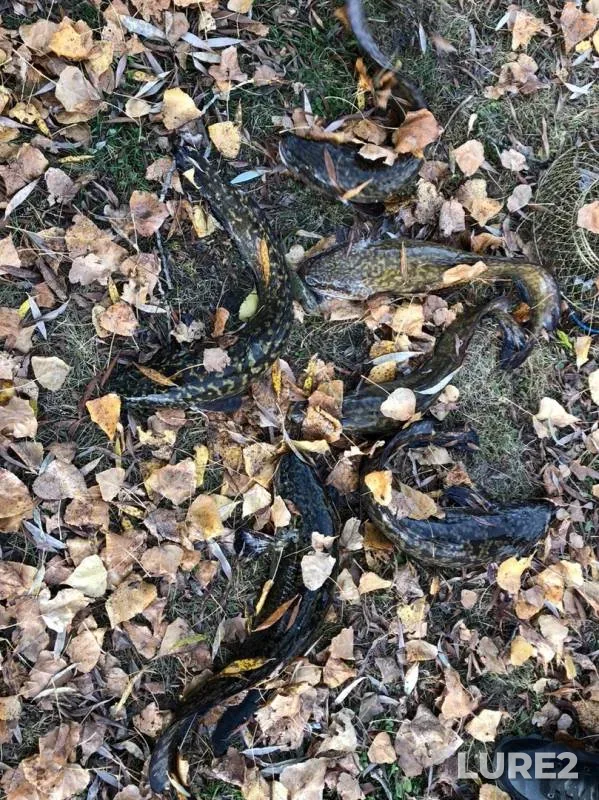 Burbot — Iset, Oct 12, 2019
