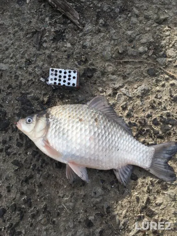 Crucian carp — Tura, Oct 24, 2019