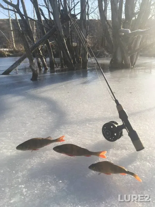 Perch — Chistyy, Nov 09, 2019