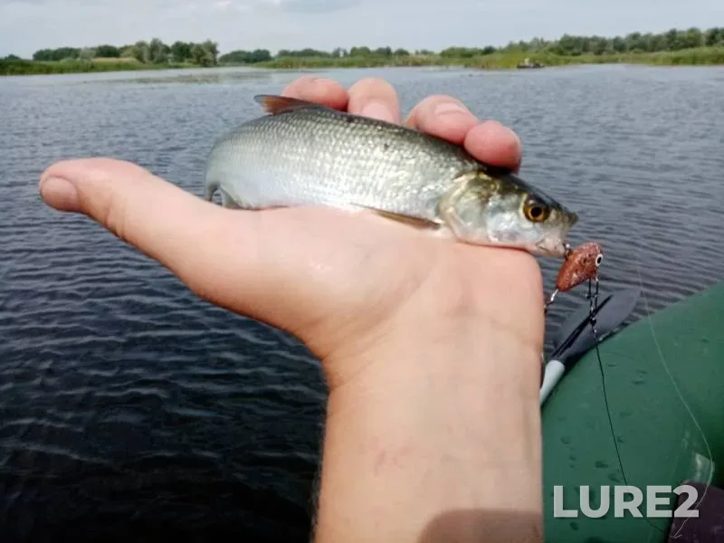 Perch, Rudd — Dubyashka, Jul 02, 2019
