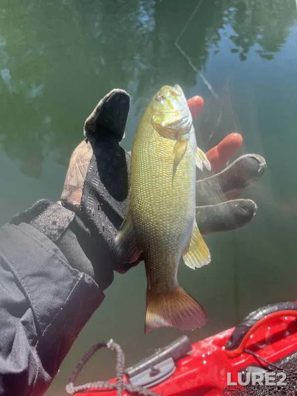 Smallmouth bass — Prosser Creek Reservoir, May 31, 2020, 11:36 AM
