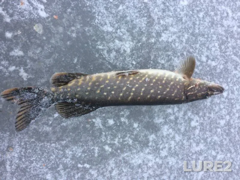 Pike — Meryovskoye, Dec 31, 2017