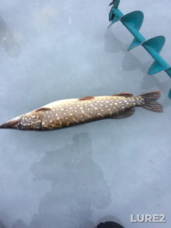 Pike — Meryovskoye, Jan 04, 2018