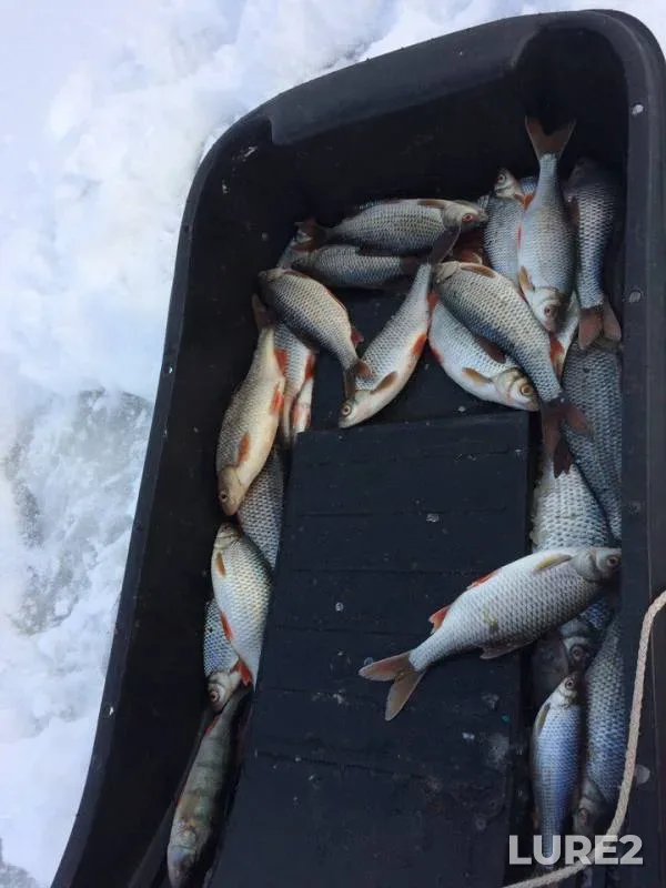 Perch, Roach — Pskovskaya oblast, Gdovskiy rayon, Feb 17, 2018