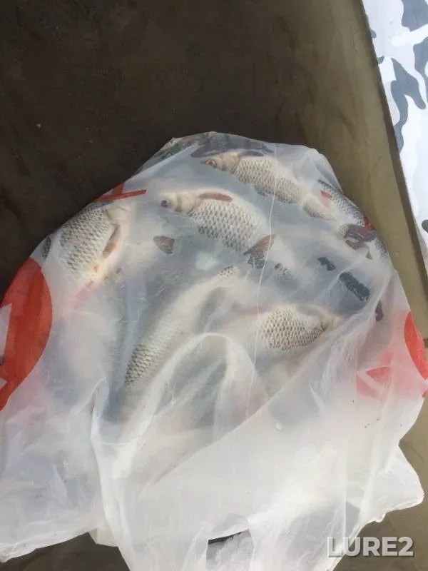 Roach — Pskovskaya oblast, Gdovskiy rayon, Mar 24, 2018