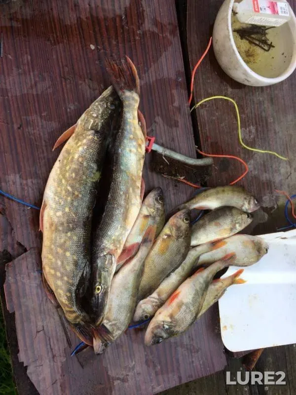 Perch, Pike — Zaverduzhye, Sep 02, 2018