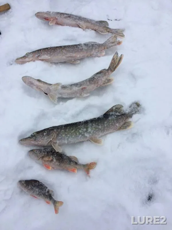 Perch, Pike — Meryovskoye, Dec 15, 2018