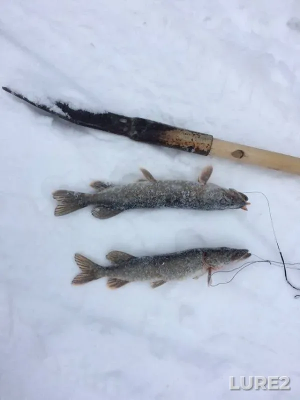 Pike — Lukoma, Dec 16, 2018