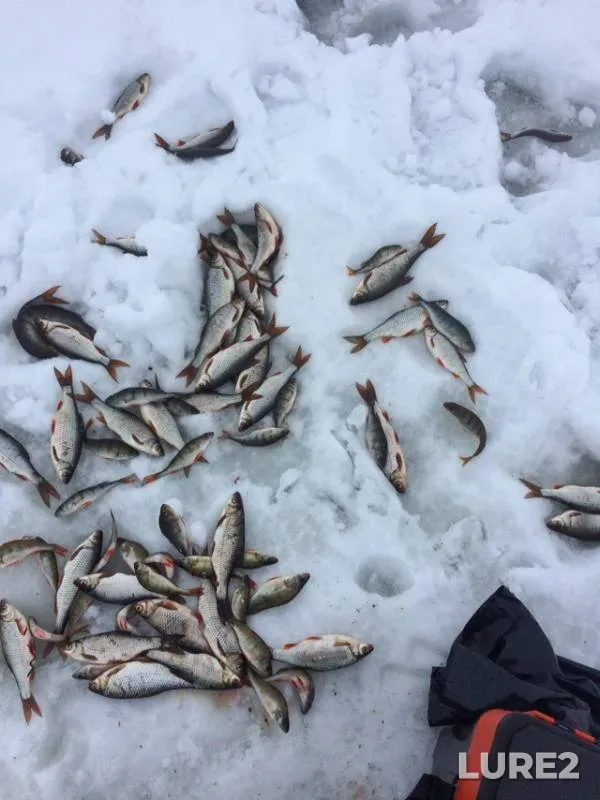 Perch, Roach — Pskovskaya oblast, Gdovskiy rayon, Feb 03, 2019