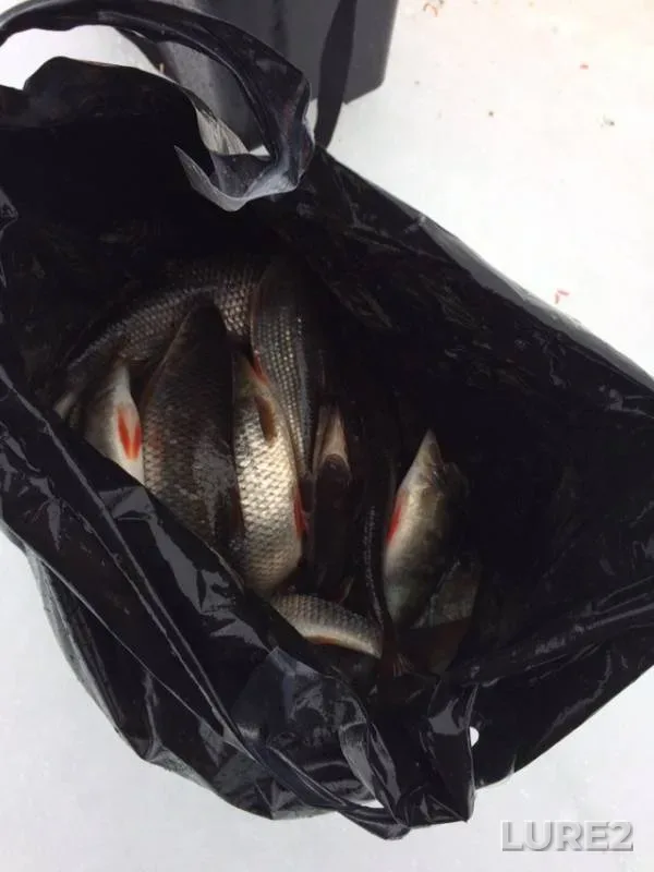 Perch, Roach — Pskovskaya oblast, Gdovskiy rayon, Mar 10, 2019