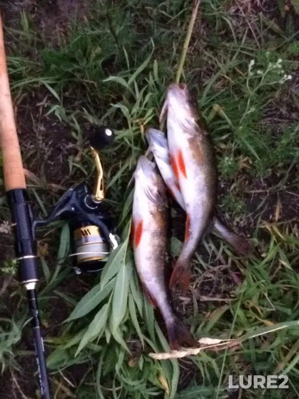 Perch — Luga, Jun 06, 2019
