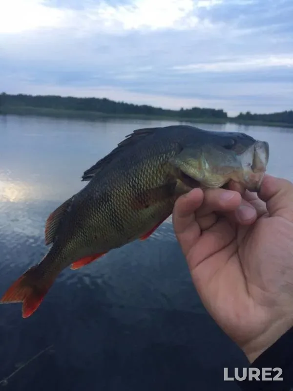 Perch — Rakovicheskoye, Jun 25, 2019