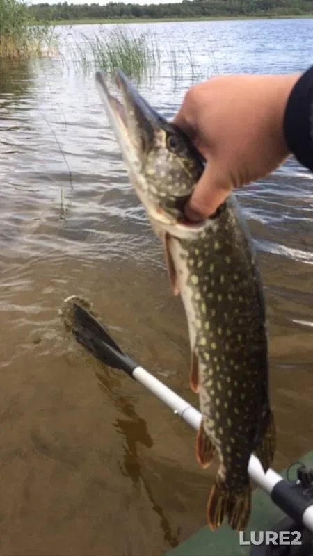 Pike — Cheremenetskoye, Jul 07, 2019