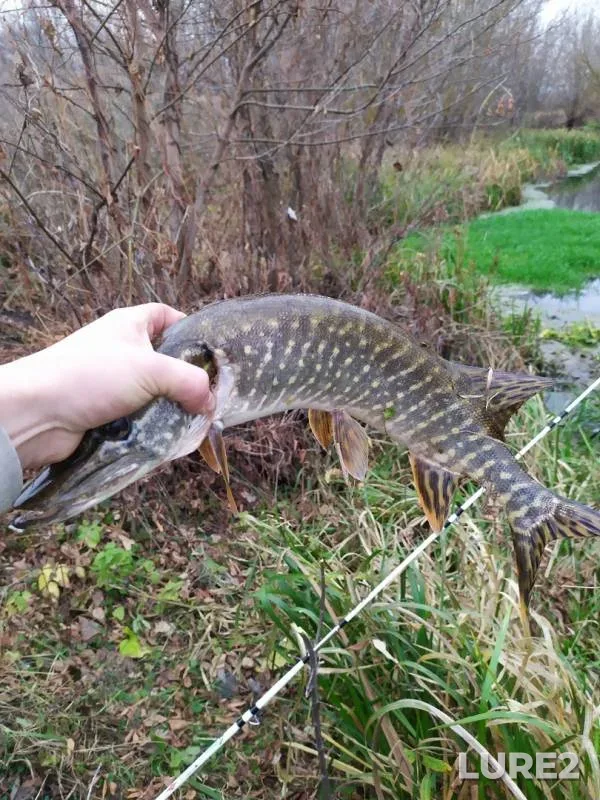 Pike — Sukhaya Rossosh, Oct 25, 2019
