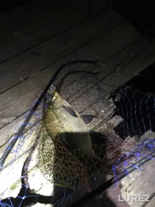Bream — Lukoma, Aug 25, 2019