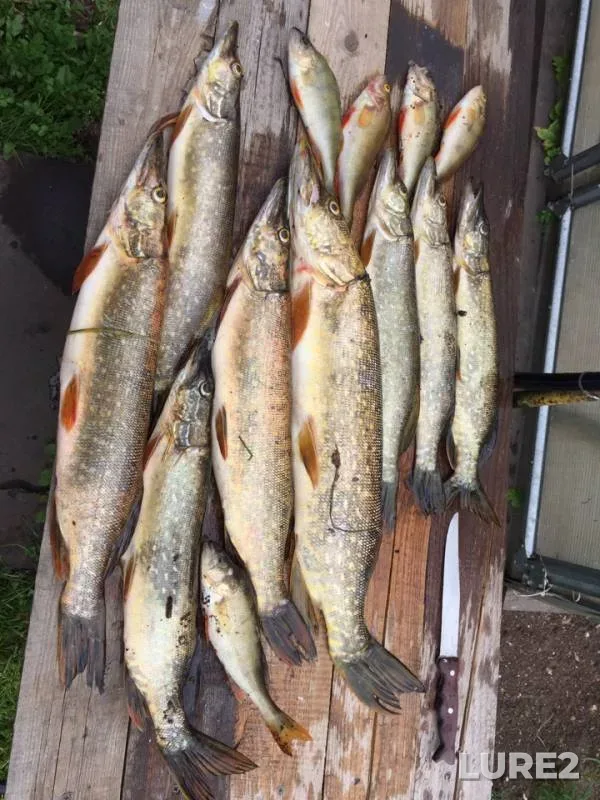 Perch, Pike — Ustya, Jun 23, 2019