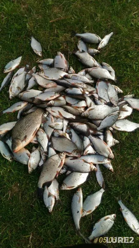 Bream, Crucian carp — Volga, May 10, 2017
