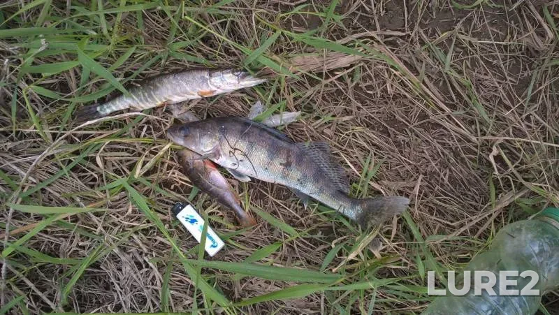 Perch, Pike — Oka, Jun 05, 2017