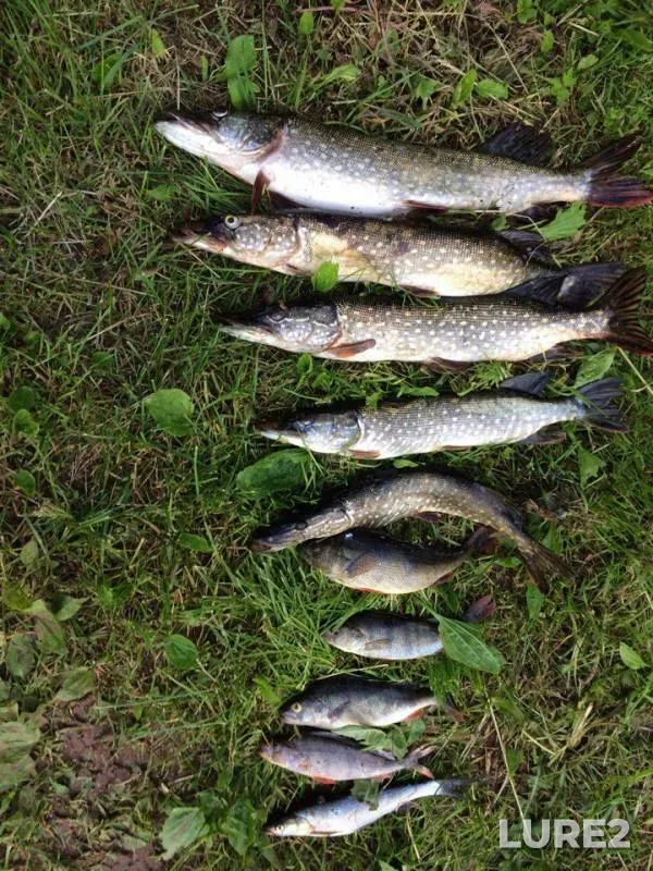 Perch, Pike — Volga, Jun 19, 2017