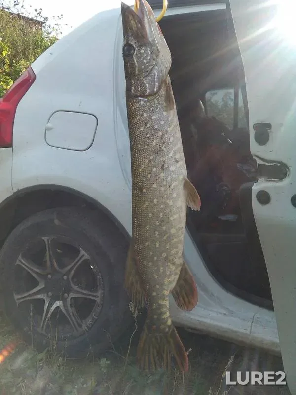 Pike — Barminskaya Volozhka, Sep 18, 2017