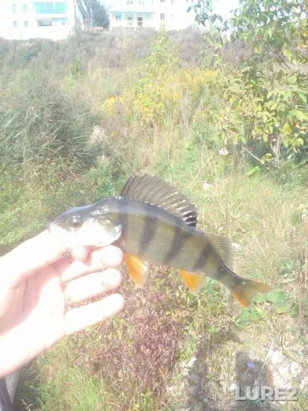 Perch — Tretye, Sep 21, 2017