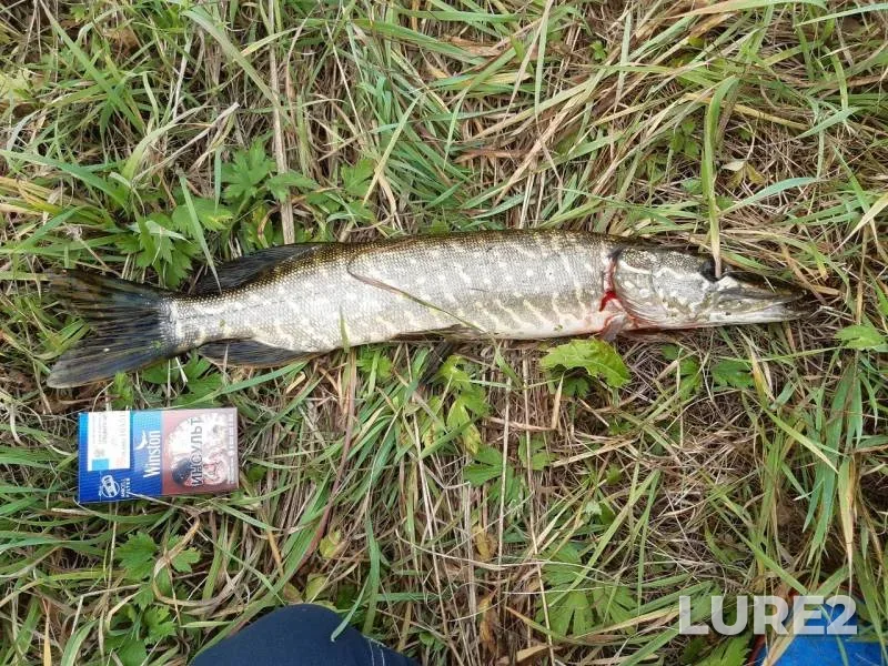 Pike — Chyornaya Kalitva, Oct 25, 2019