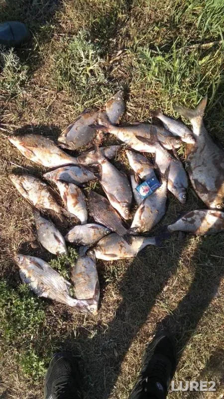 Bream — Volga, May 27, 2018