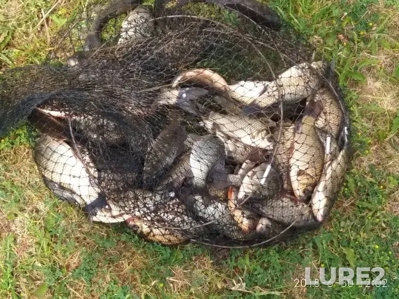 Crucian carp — Nizhegorodskaya oblast, Jul 03, 2018