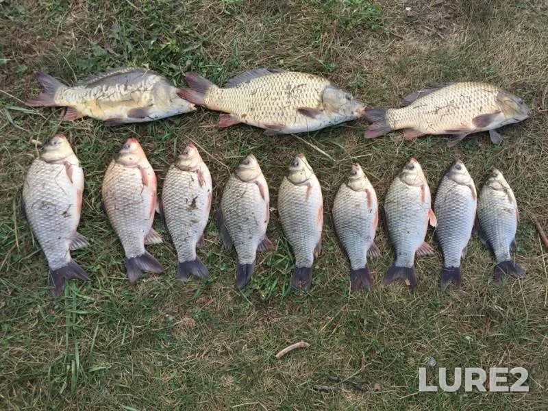 Carp, Crucian carp — Pechet, Sep 17, 2018