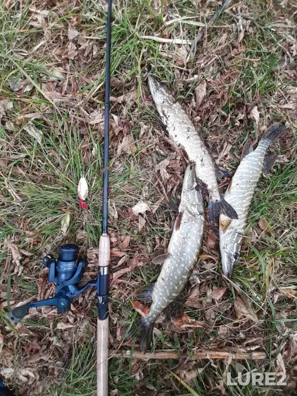 Pike — Chyornaya Kalitva, Oct 24, 2019